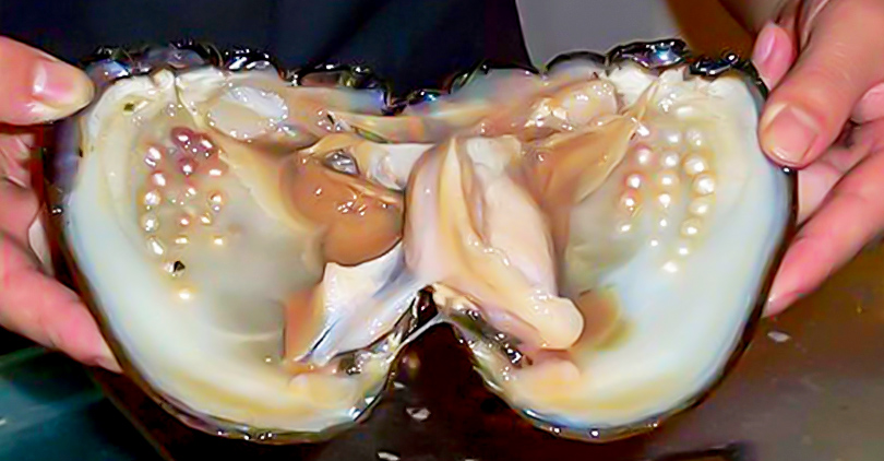 Understanding Pearl Colors- How Do Oysters Make Colored Pearls